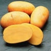 Оранжевые картофельные клубни