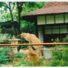 Наш кот в японском саду