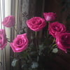 Роза махровая, розовая, душистая.
