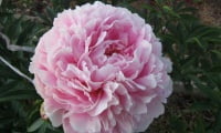 цветок пиона древовидного, розовый