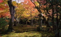 Клены в японском саду