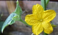 цветок, желтый, зеленый лист