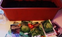 Ящик для рассады капусты и семена разных сортов капусты.