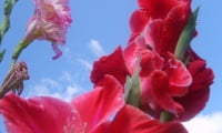 Цветущий гладиолус