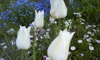Белые лилиецветные тюльпаны