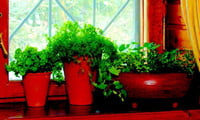 Вырастить зелень в квартире не сложно