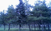 Родительские деревья моего дачного леса.