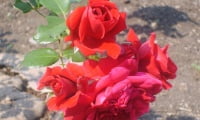 Цветение плетистой розы