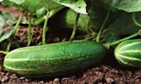 Soil and top dressing for cucumbers.jpg