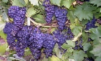 Вот такой виноград у меня получилось вырастить у себя в теплице