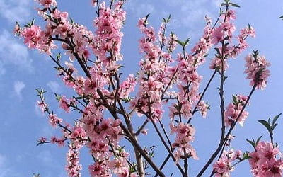 восхитительное по красоте цветение персика весной.