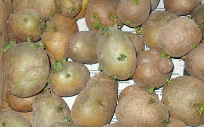 клубни раннего картофеля