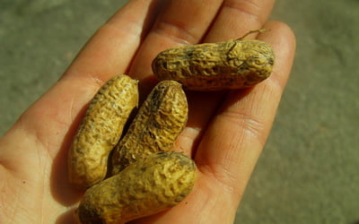выращивание арахиса