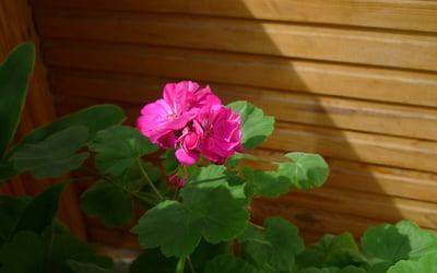 Цветущая розовая пеларгония.