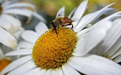 Ромашка и пчела