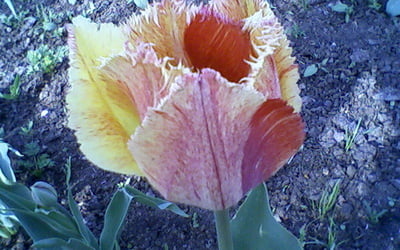бахромчатый тюльпан