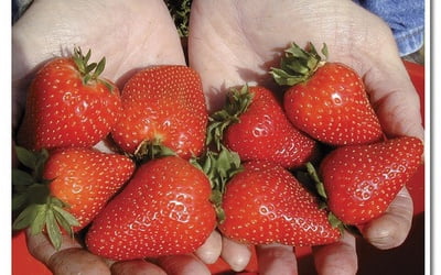 http://communitygardeners.ru/sites/default/files/imagecache/400x250/strawberries_012.jpg
