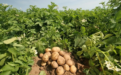 поле, картофель, ботва, клубни
