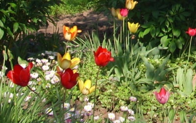 тюльпан — символ весны