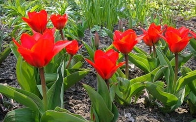 красные обыкновенные тюльпаны