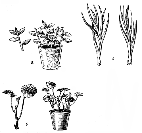 Вегетативное размножение фиалки рисунок