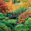 мостик в японском саду