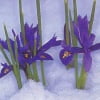 Иридодиктиум — цветет даже в снегу
