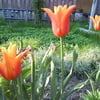 Оранжевые лилиецветные тюльпаны