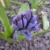 фиолетовый гиацинт