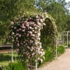 садовая арка, увитая плетистыми розами