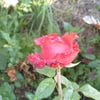 Моя первая роза