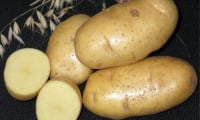 Вот такой картофель может вырастить каждый.