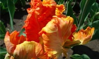Попугайные тюльпаны относятся к группе поздноцветущих тюльпанов