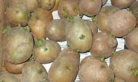 клубни раннего картофеля
