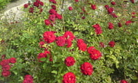 A rose bush — a lot of flowers.Цветущий розовый куст — обилие цветков.