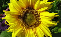 солнечный цветок
