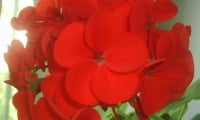 Цветок герани