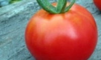 чудо — томат