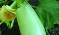 Вкусный овощ с грядки — кабачок
