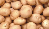 фото картофеля