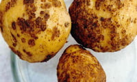 Повреждение картофельной нематодой