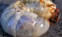 личинки майского жука