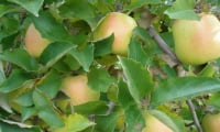 Спелые яблоки сорта Мутсу на дереве