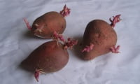 Картофельные клубни с ростками