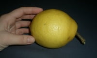 Плод лимона,вырощеный в домашних условиях.