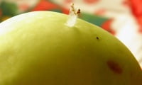яблочная плодожорка