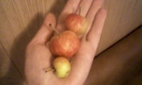незрелые яблоки