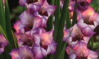 Planting and care of gladioluses.jpg