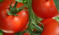 Planting of tomatoes.jpg