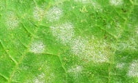 зеленый лист, порожен, мучнистой росой, серые пятна 